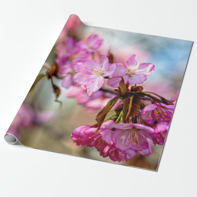 Schöne rosa Sakura-Blume Geschenkpapier (Ungerollt)