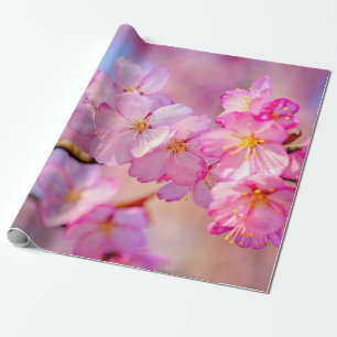 Schöne rosa Sakura-Blume im Frühjahr Geschenkpapier