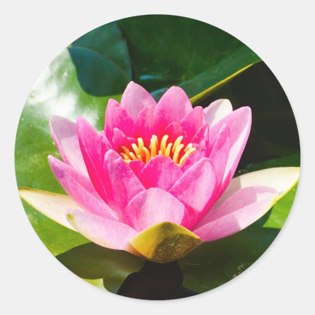 Schöne rosa Seelucht mit grünen Blätter Runder Aufkleber (Vorderseite)