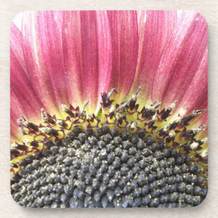 Schöne rosa Sonnenblume Kork Untersetzer
