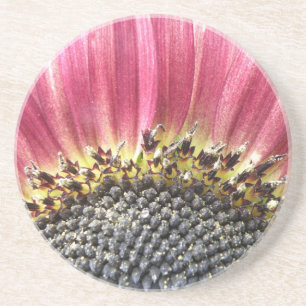 Schöne rosa Sonnenblumen Untersetzer