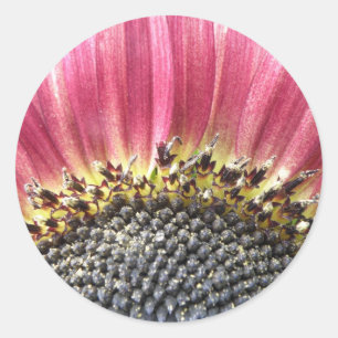 Schöne rosa Sonnenblumenkleber Runder Aufkleber