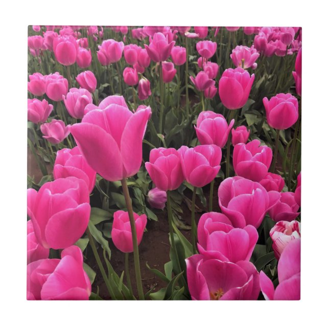 Schöne rosa Tulips, Oregon Fliese (Vorderseite)