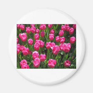 SCHÖNE ROSA TULPEN MAGNET