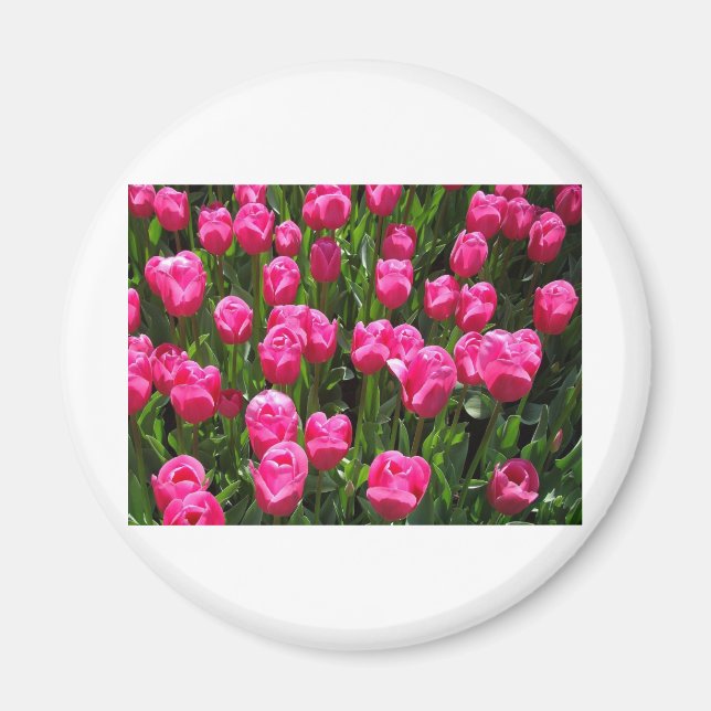 SCHÖNE ROSA TULPEN MAGNET (Vorne)