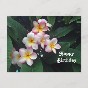 Schöne rosa und gelbe Plumeria-Blumen zum Geburtst Postkarte