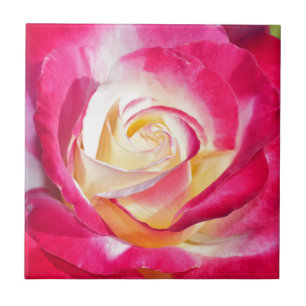 Schöne rosa und gelbe Rose Fliese
