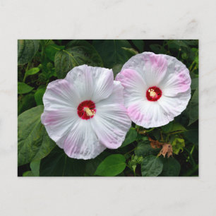 Schöne, rosa weiße Hibiskus Blume Postkarte