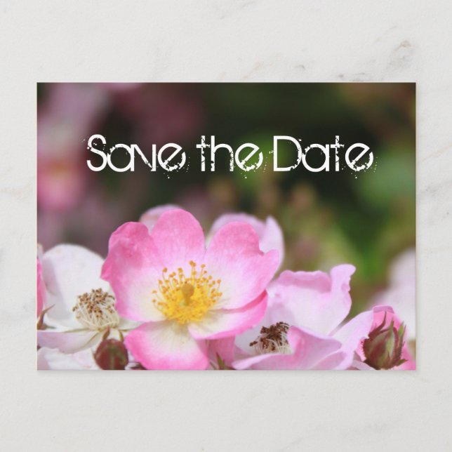 schöne rosa wilde Rose Blume Hochzeit speichern da Ankündigungspostkarte (Vorderseite)