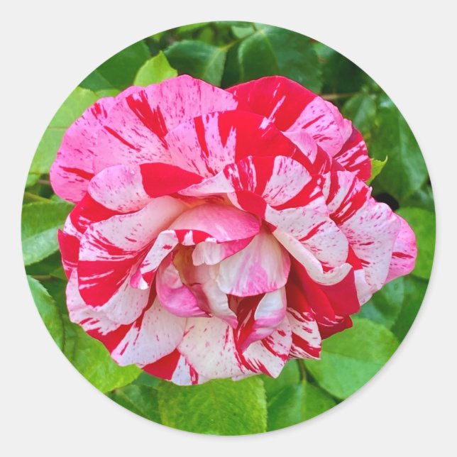 Schöne Rose #2 Runder Aufkleber (Vorderseite)