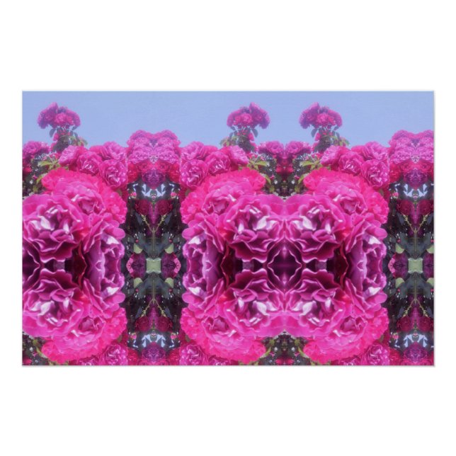 Schöne Rose Blume Poster (Vorderseite)