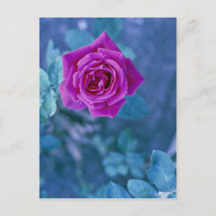 Schöne Rose Blume Postkarte