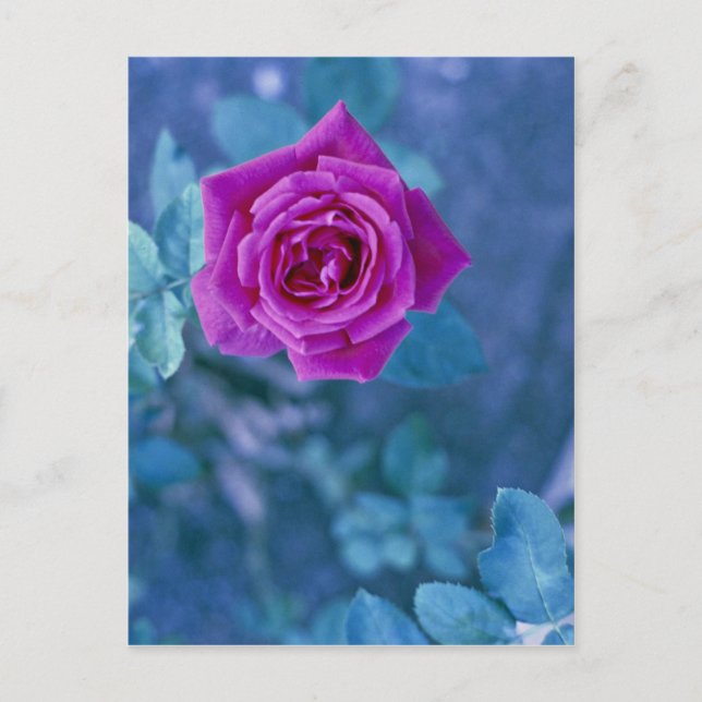 Schöne Rose Blume Postkarte (Vorderseite)