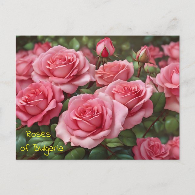 Schöne Rose Bulgariens Postkarte (Vorderseite)