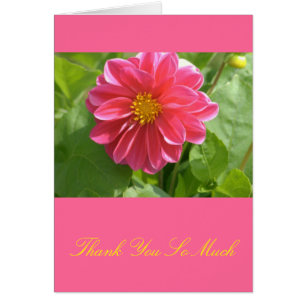 Schöne Rose-farbene Dahlia