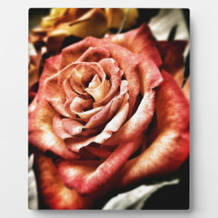 Schöne Rose Fotoplatte