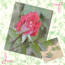 Schöne Rose in der Blume Natur