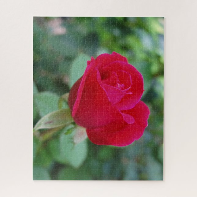 Schöne Rose Jigsaw Puzzle (Vertikal)