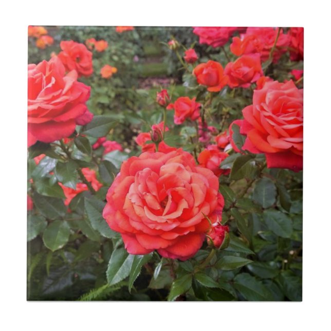 Schöne Rose, Portland, Oregon Fliese (Vorderseite)