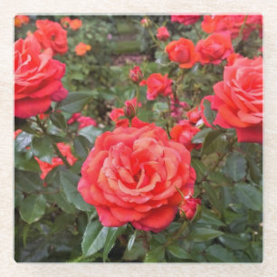 Schöne Rose, Portland, Oregon Glasuntersetzer