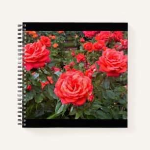 Schöne Rose, Portland, Oregon Notizbuch