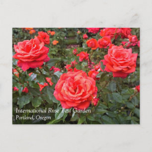 Schöne Rose, Portland, Oregon Postcard Postkarte