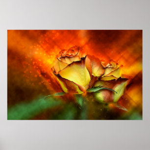 Schöne Rose Poster