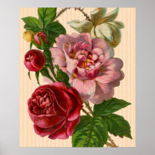 Schöne Rose Poster