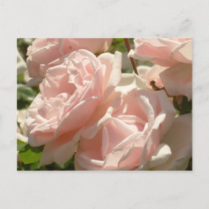 Schöne Rose Postkarte