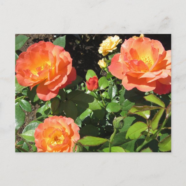 Schöne Rose Postkarte (Vorderseite)