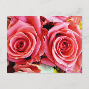 Schöne Rose Postkarte