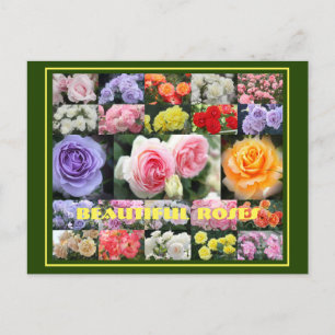 Schöne Rose:Postkarte Postkarte