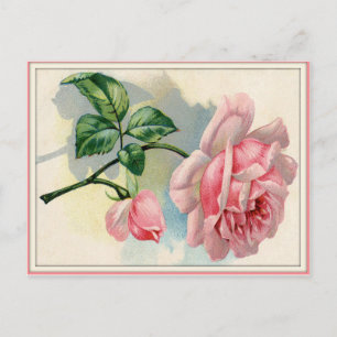 Schöne Rose Rosa, graue Postkarte horizontal