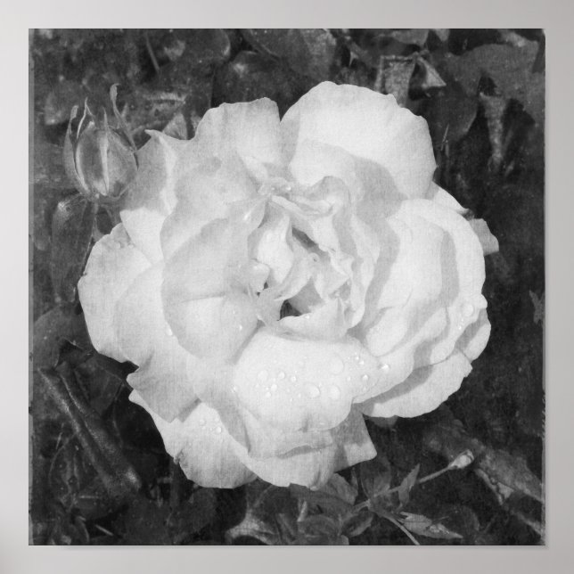 Schöne Rose Schwarz-Weiß-Blume Platz Poster (Vorne)