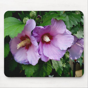 Schöne Rose Sharon Mousepad