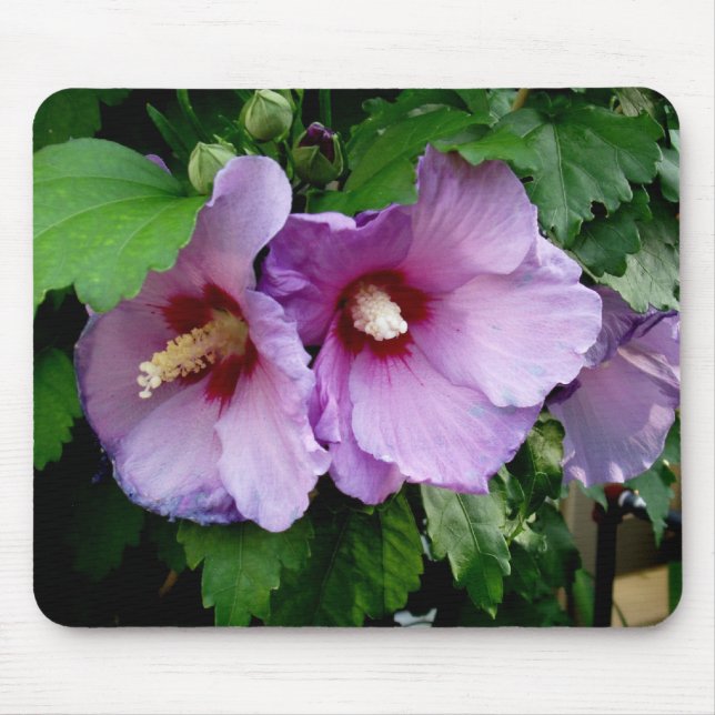 Schöne Rose Sharon Mousepad (Vorne)