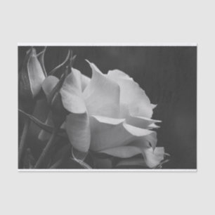 Schöne Rose und Rosenknospe Schwarz und Weiß Seidenpapier