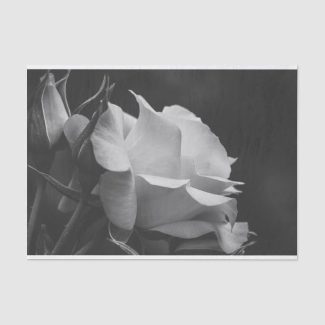 Schöne Rose und Rosenknospe Schwarz und Weiß Seidenpapier (Vorderseite)