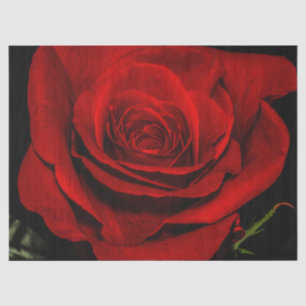 Schöne Rosen-Blumen-BlumenFoto Seidenpapier