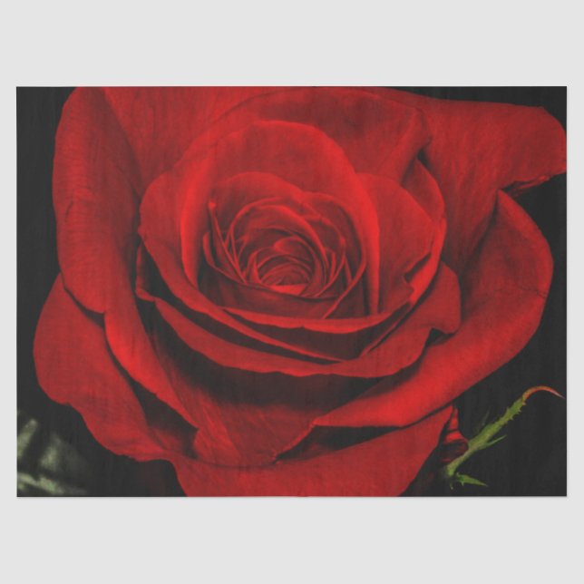 Schöne Rosen-Blumen-BlumenFoto Seidenpapier (Vorderseite)