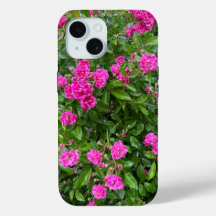 Schöne Rosen in Bloom iPhone Case