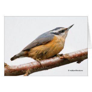 Schöne Rot-Breasted-Nuthatch an einer Zweigstelle