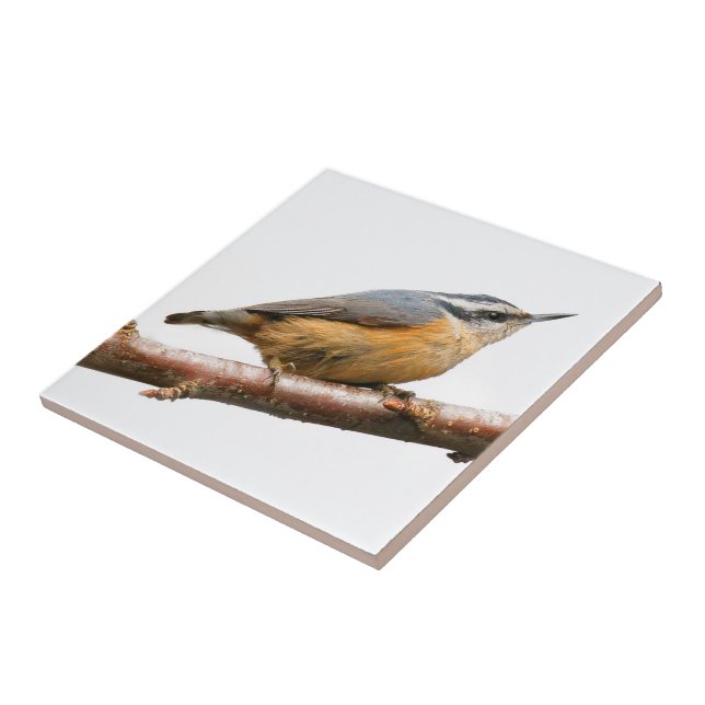 Schöne Rot-Breasted-Nuthatch an einer Zweigstelle Fliese (Seite)