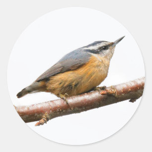 Schöne Rot-Breasted-Nuthatch an einer Zweigstelle Runder Aufkleber