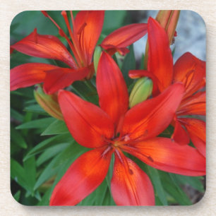 Schöne rote Blume Getränkeuntersetzer