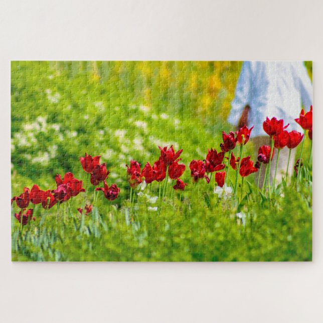 Schöne rote Blume, Niederlande (Horizontal)