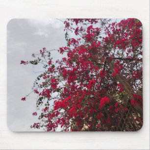 Schöne rote Bougainvillea-Blüten und bewölkter Him Mousepad