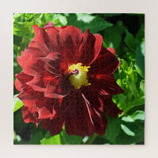 Schöne rote Dahlia (Vertikal)