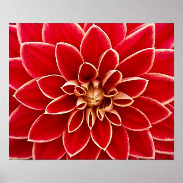 Schöne rote Dahlia Poster (Vorne)
