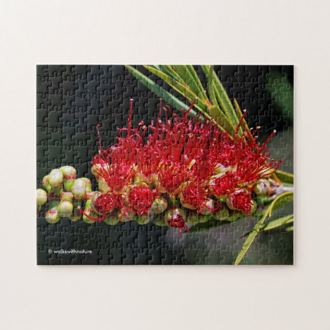 Schöne rote Flaschenbürstenblüten (Horizontal)